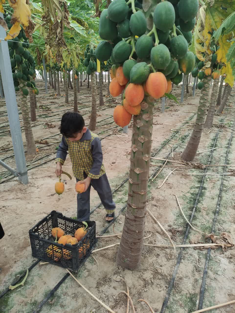 تصویر مقاله